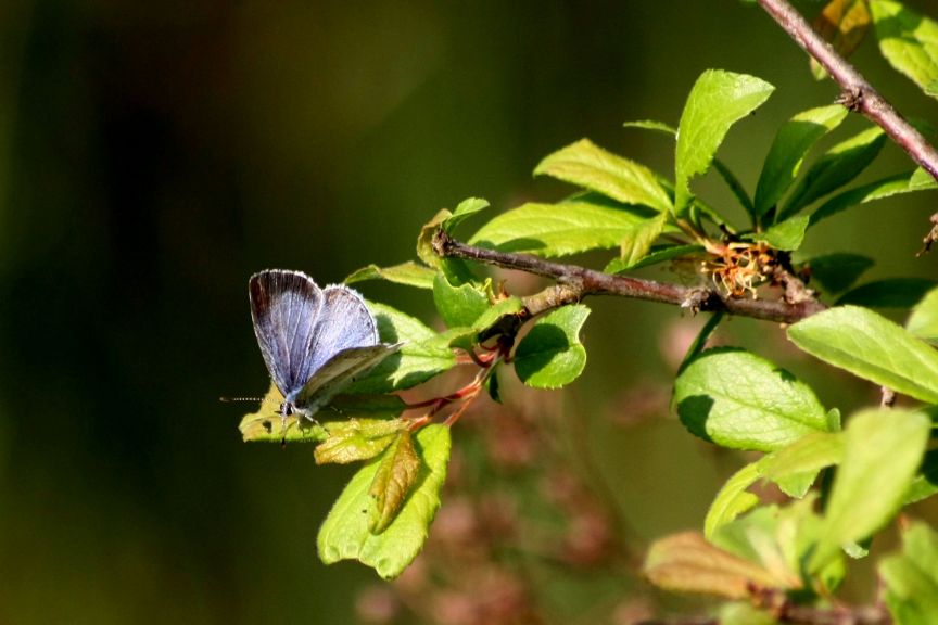 Celastrina argiolus-movie